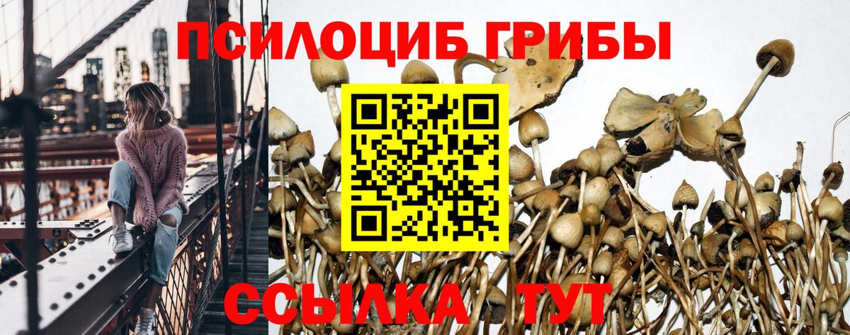 Псилоцибиновые грибы Psilocybine cubensis  Галлюциногенные грибы мицелий  Вход с VPN  Клинцы 